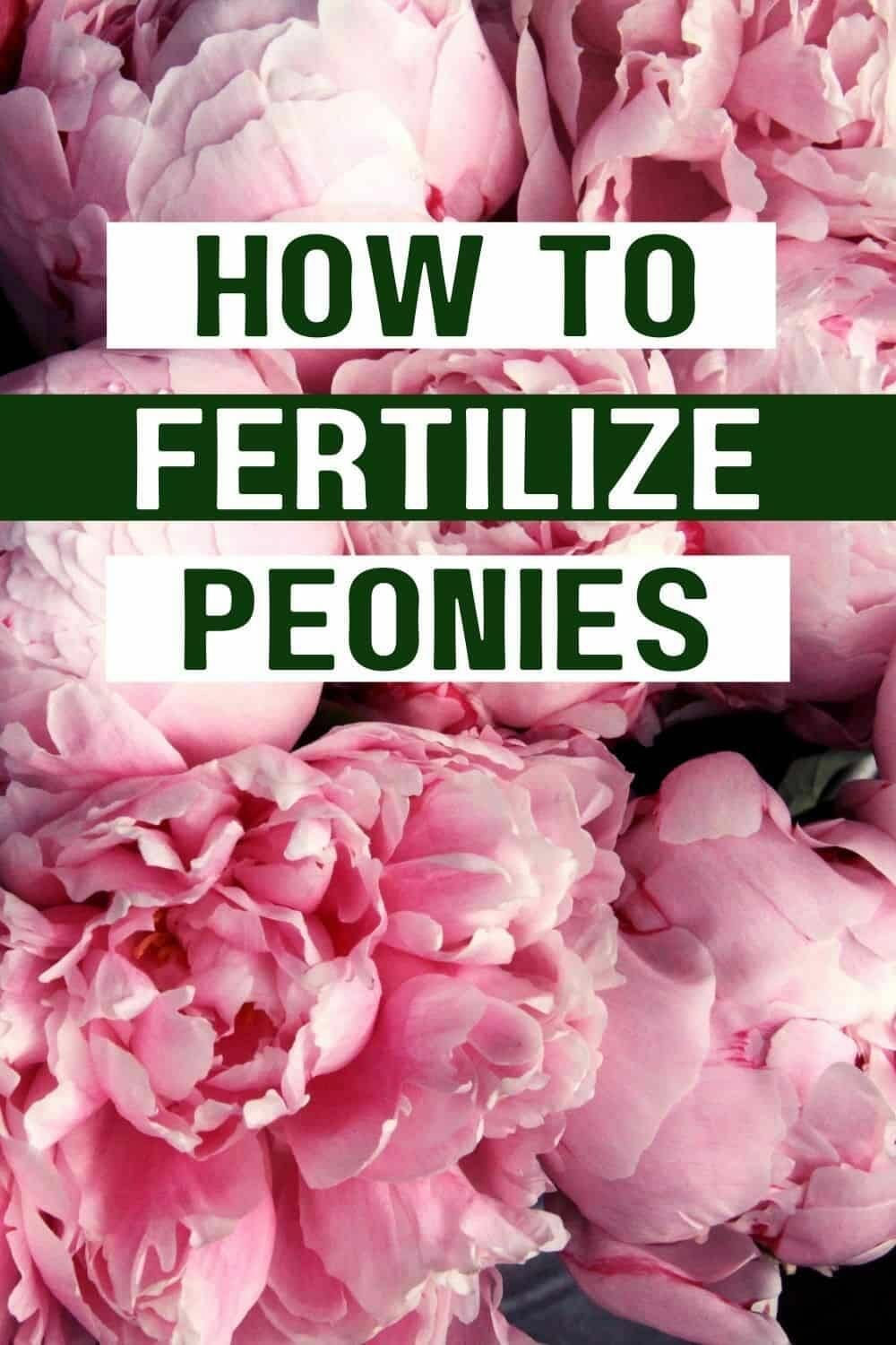 fertilizer for peonies 2