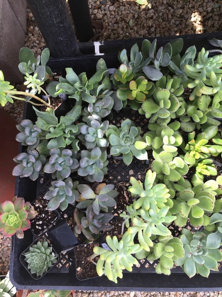 10 Best Plant Nursery Phoenix In 2023 The Wrench Finder