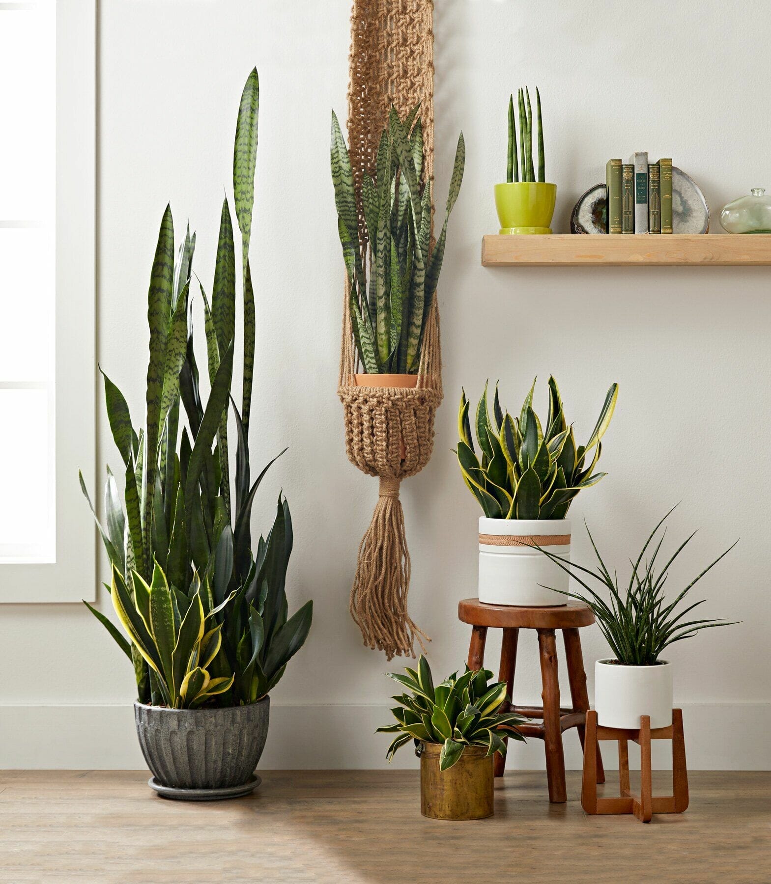 10 Best Pot For Snake Plant Indoor In 2023 The Wrench Finder