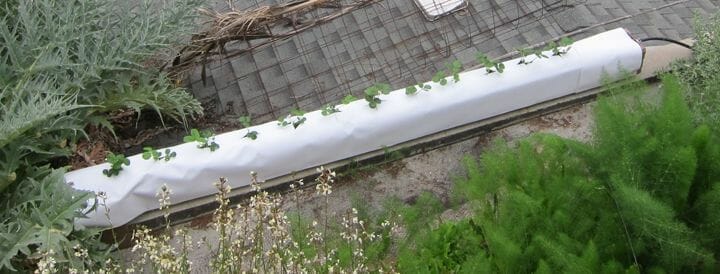 liquid fertilizer for strawberries 2