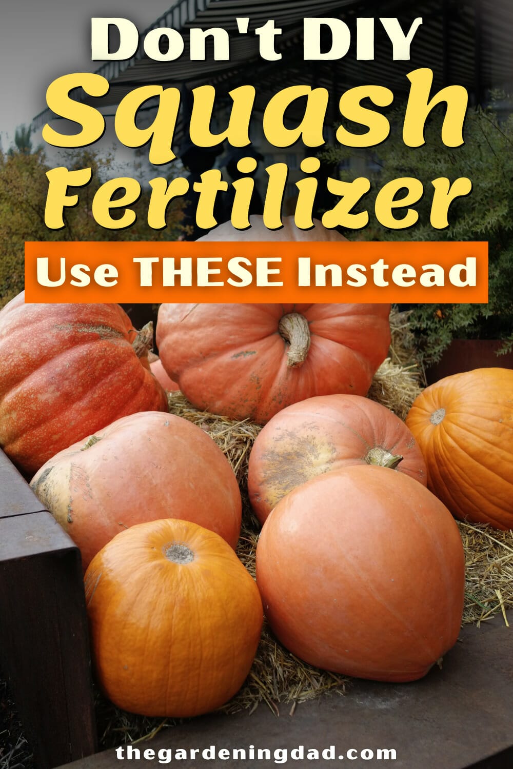 fertilizer for squash 1