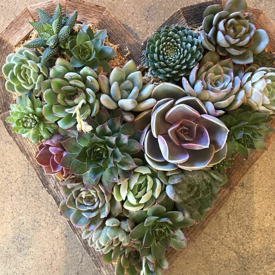 10 Best Plants For Valentine's Day In 2023 The Wrench Finder