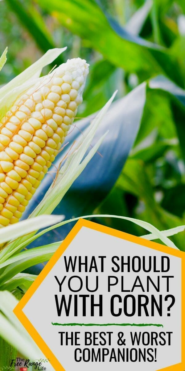 companion plants for corn 2