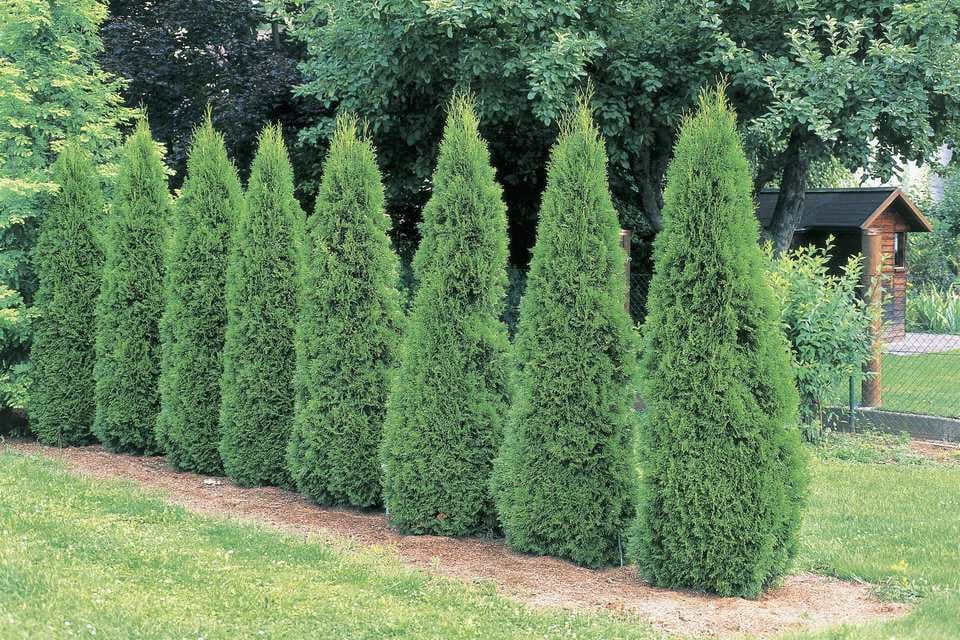 fertilizer for emerald green arborvitae 2