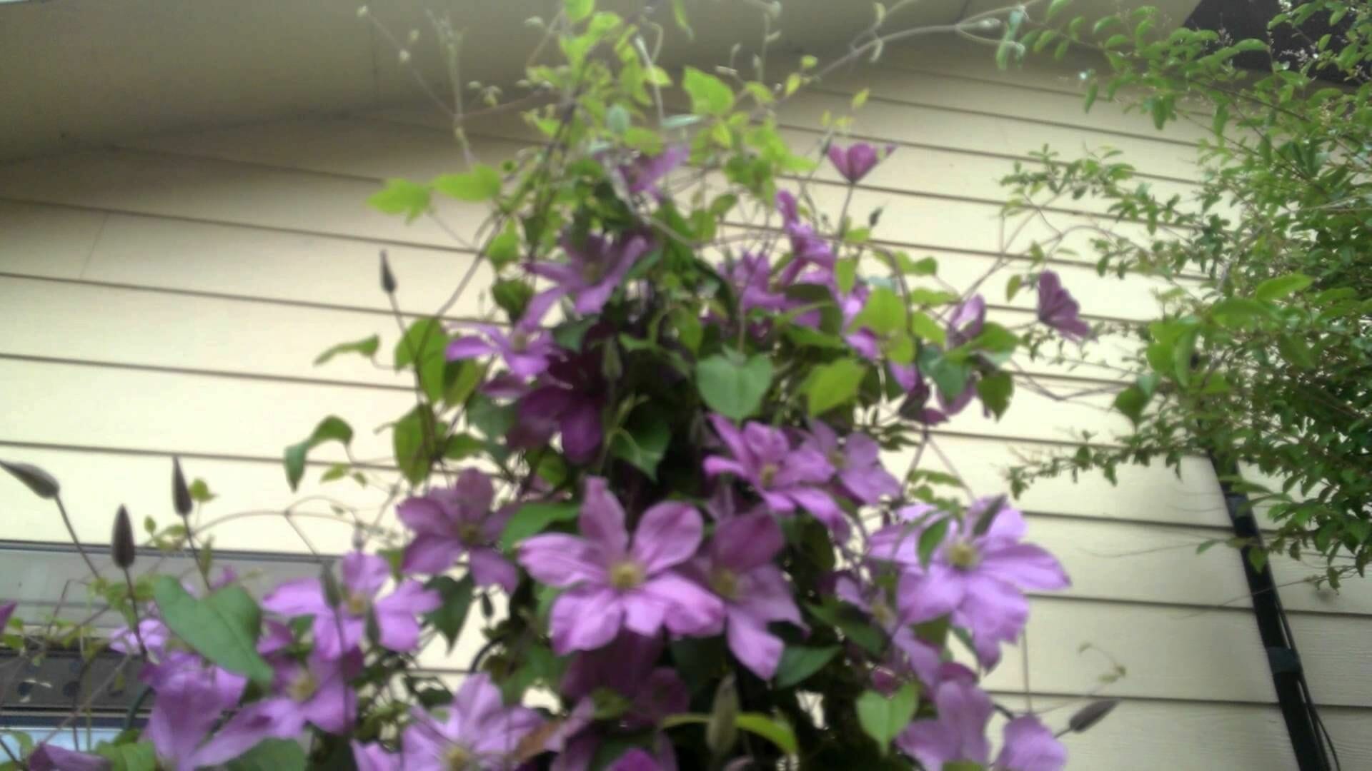 plants for morning sun 1