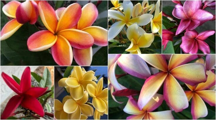 fertilizer for plumerias 1