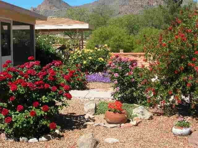 outdoor plants for arizona 1