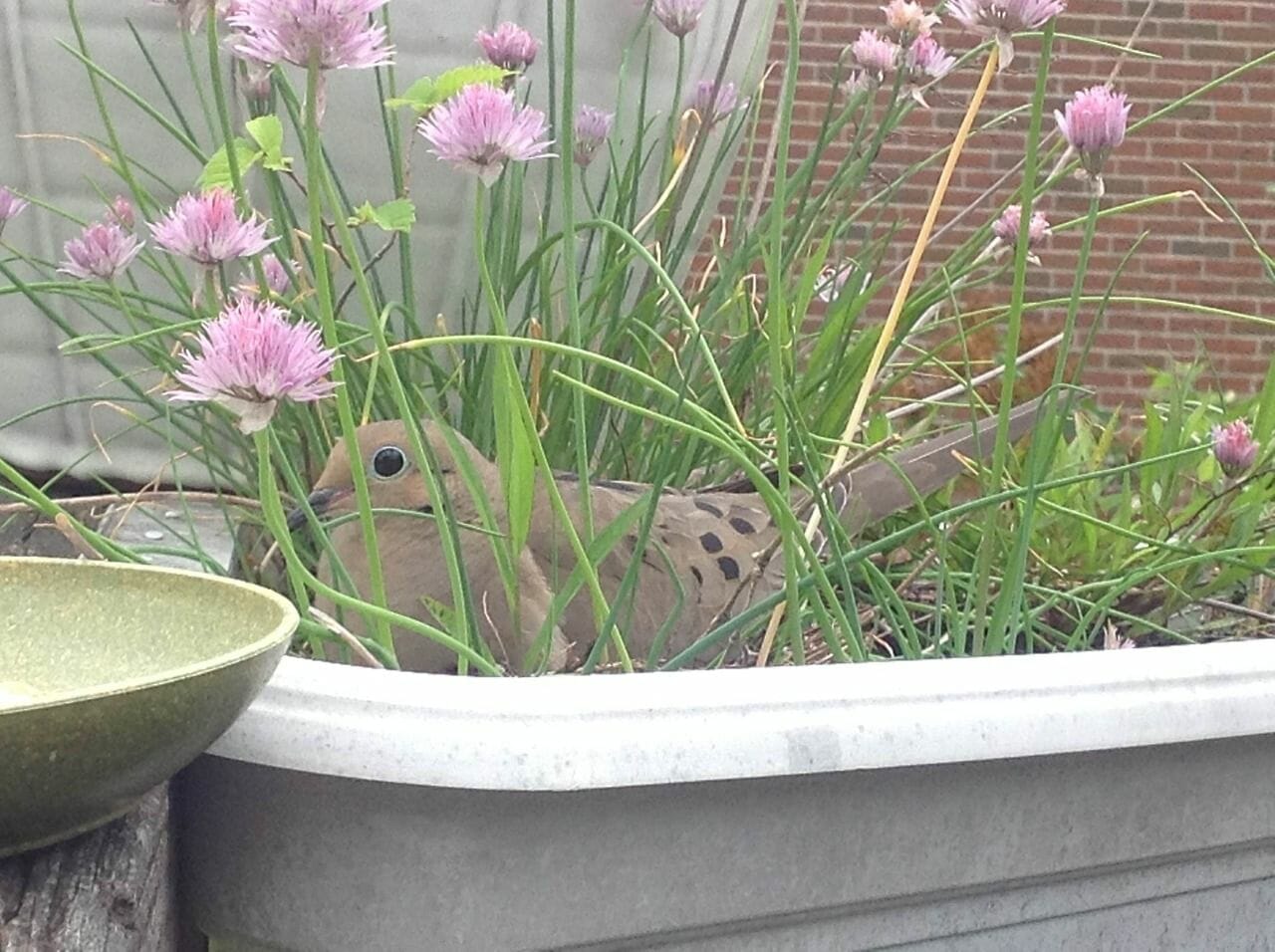 10 Best Thing To Plant For Doves In 2023 The Wrench Finder