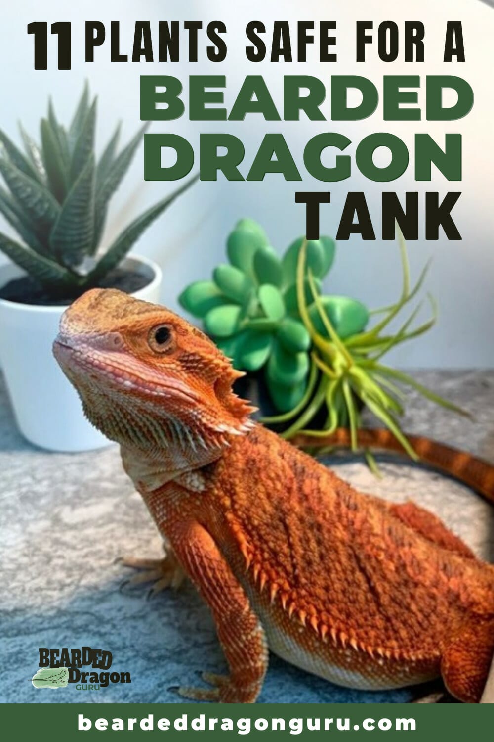 10 Best Plants For Bearded Dragons In 2023 The Wrench Finder
