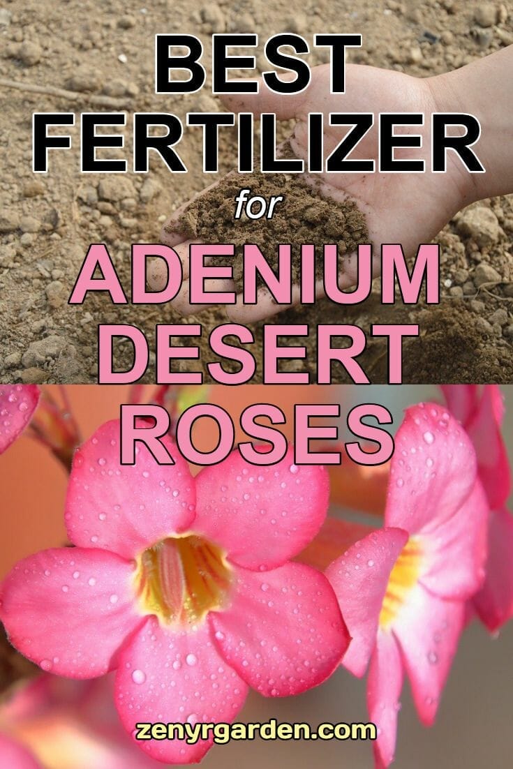 fertilizer for desert rose 1