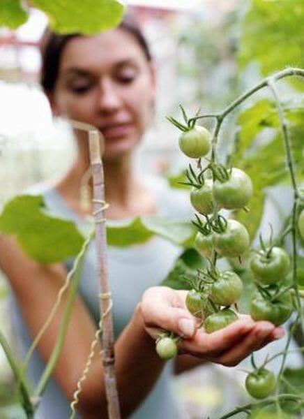 tasting tomato plants 2