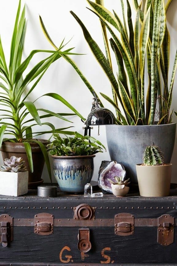 crystals for indoor plants 1