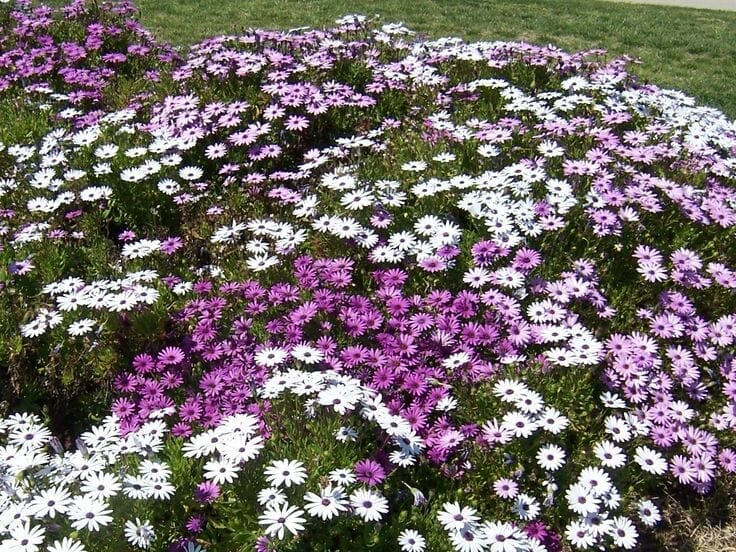 plants for southern california 2