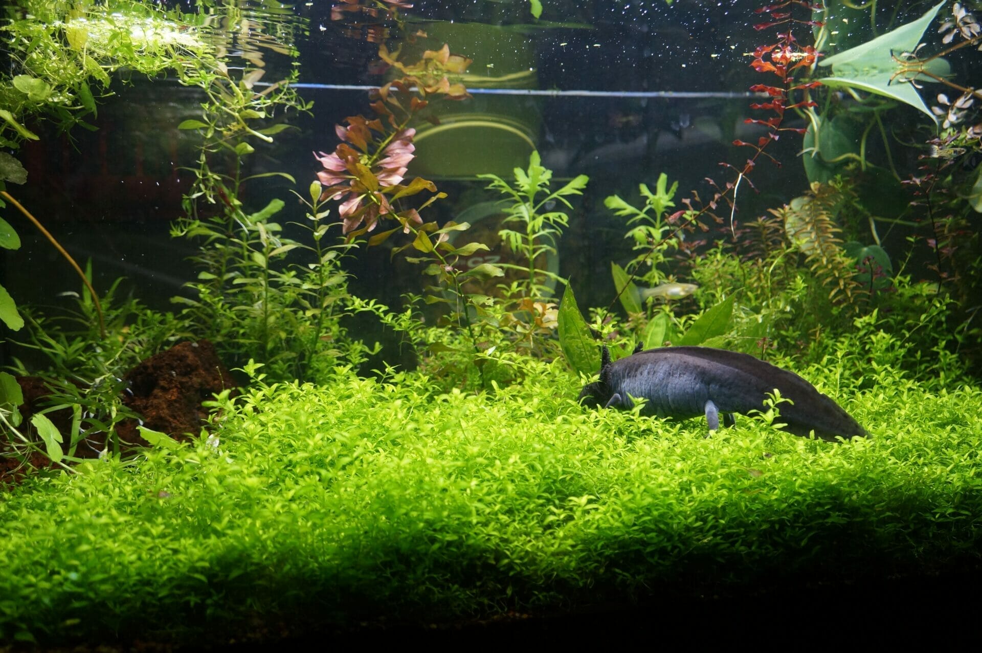plants for axolotls 2