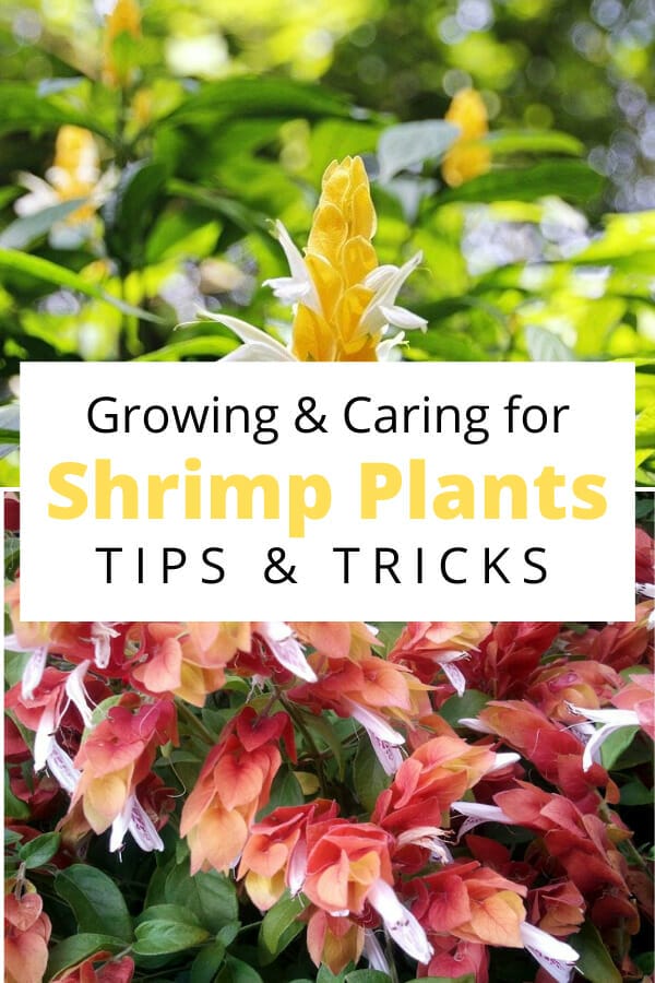 plants for shrimp 2