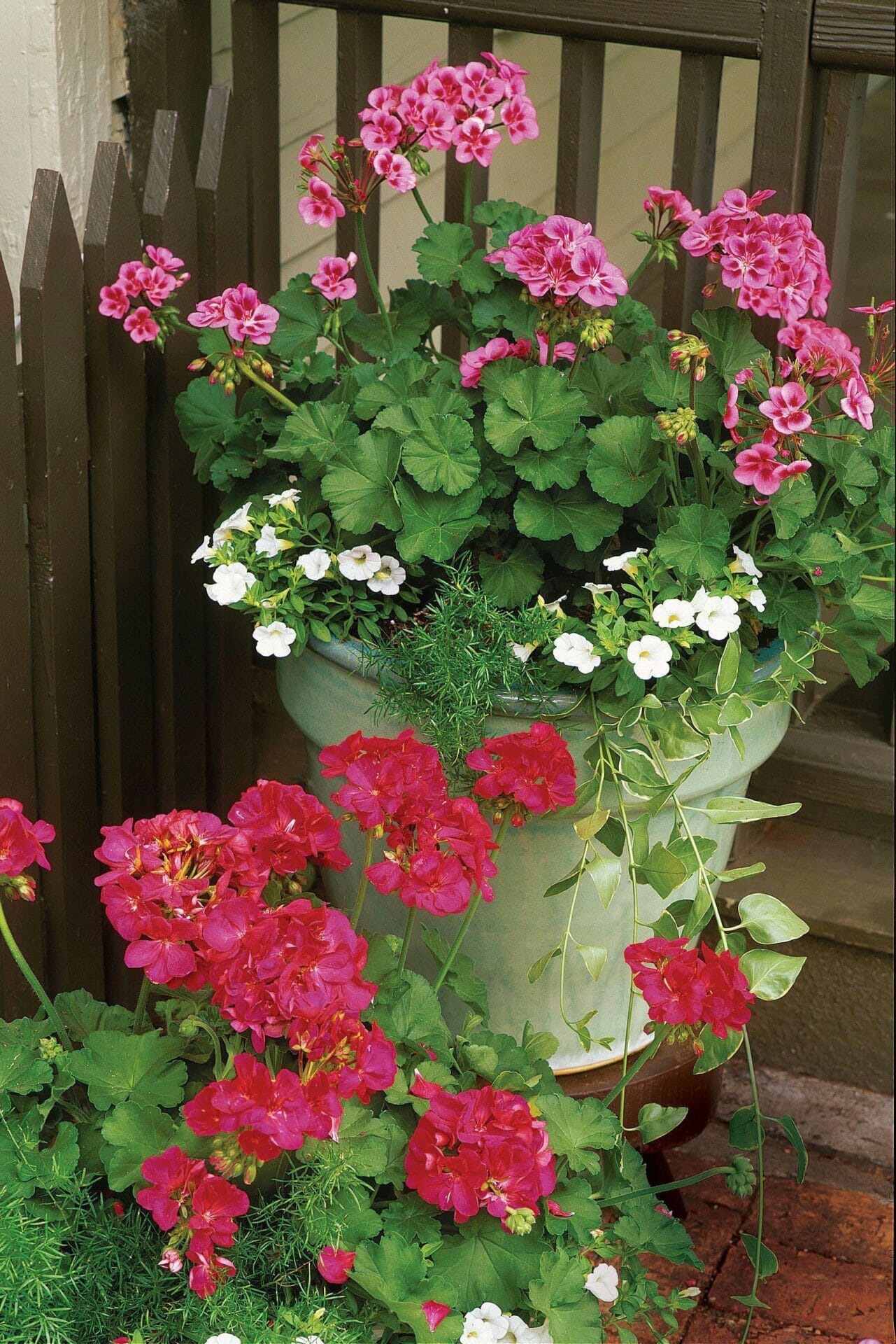 plant food for geraniums 2