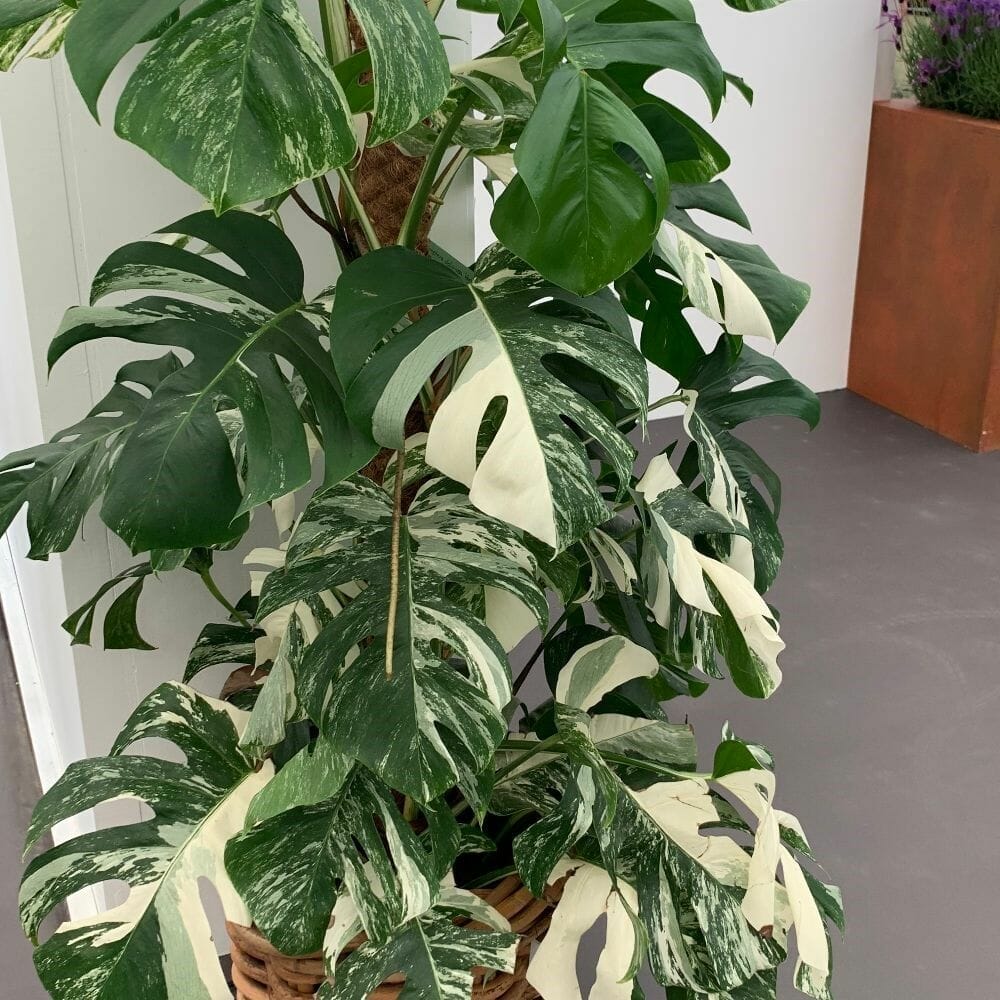 soil for monstera plant 2