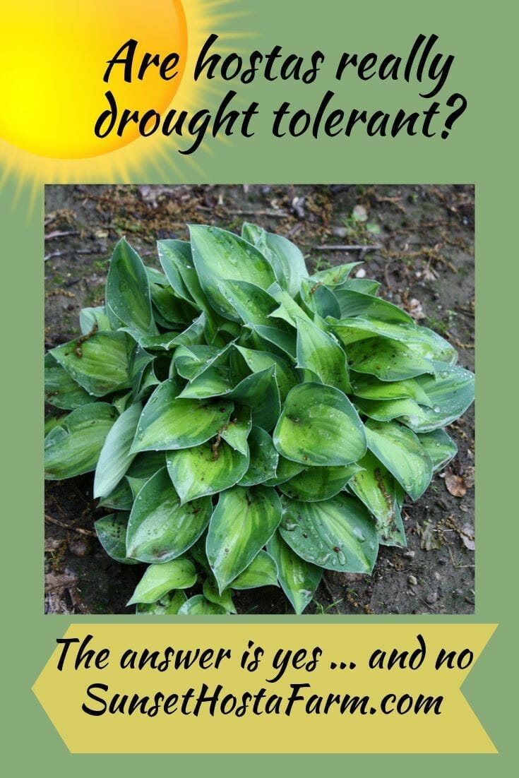fertilizer for hosta 2
