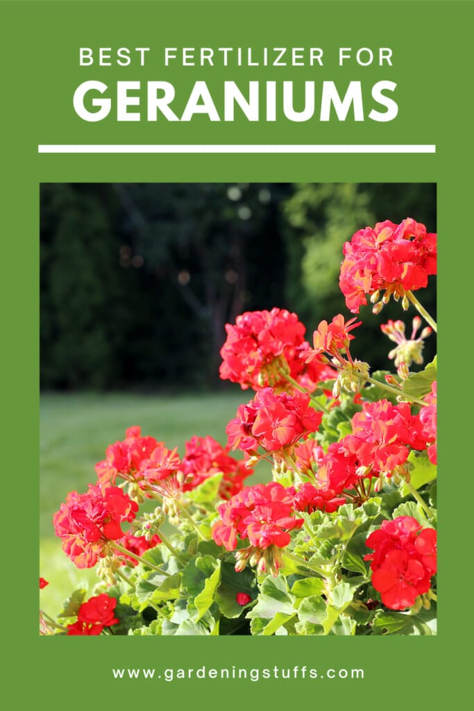 10 Best Fertilizer For Geraniums In 2023 - The Wrench Finder