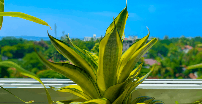 plant for north facing window 2