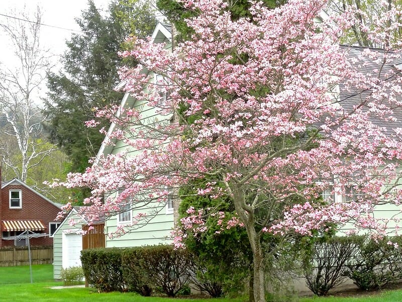 fertilizer for dogwood trees 2