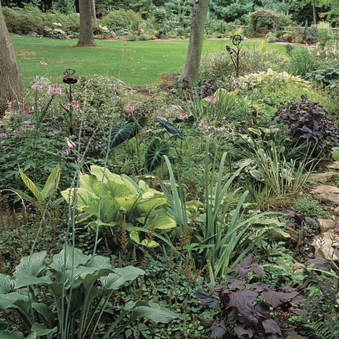 plants for wet shady areas 2