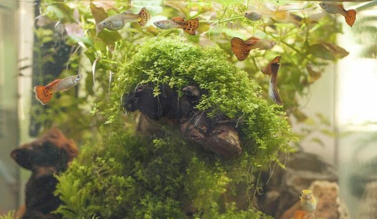 plants for guppies 2