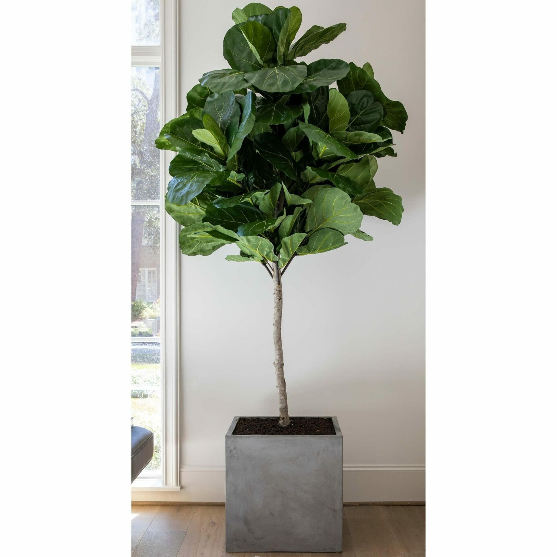 planter for fiddle leaf fig 1
