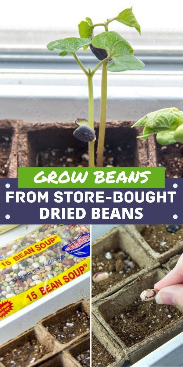 store bought fertilizer for outdoor grow 2