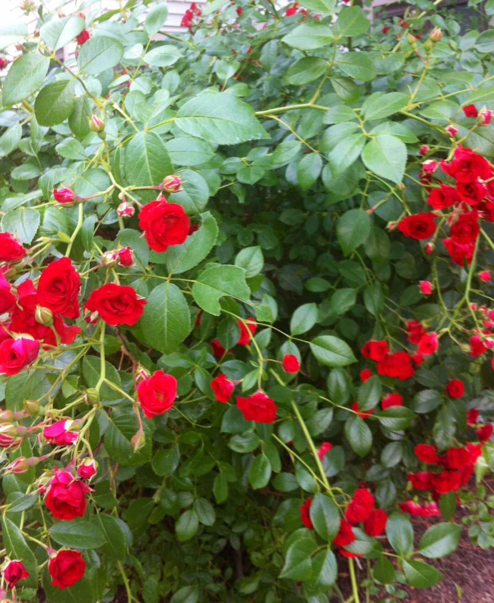 outdoor plants for maryland 1