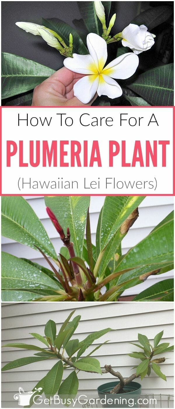 soil to plant plumeria 2