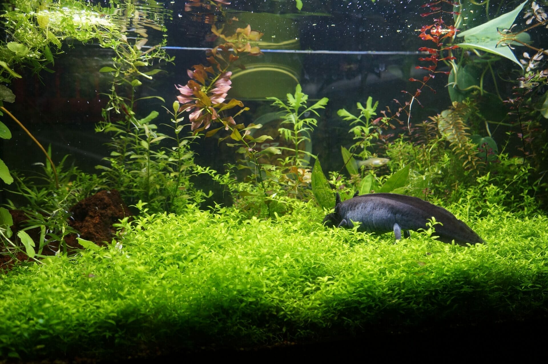 plants for axolotl tank 1