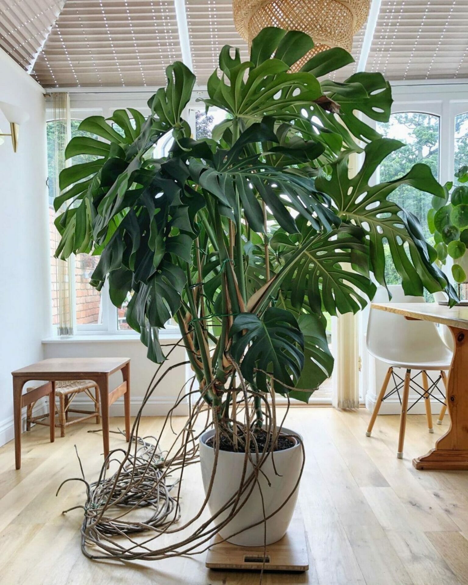 fertilizer for monstera 2