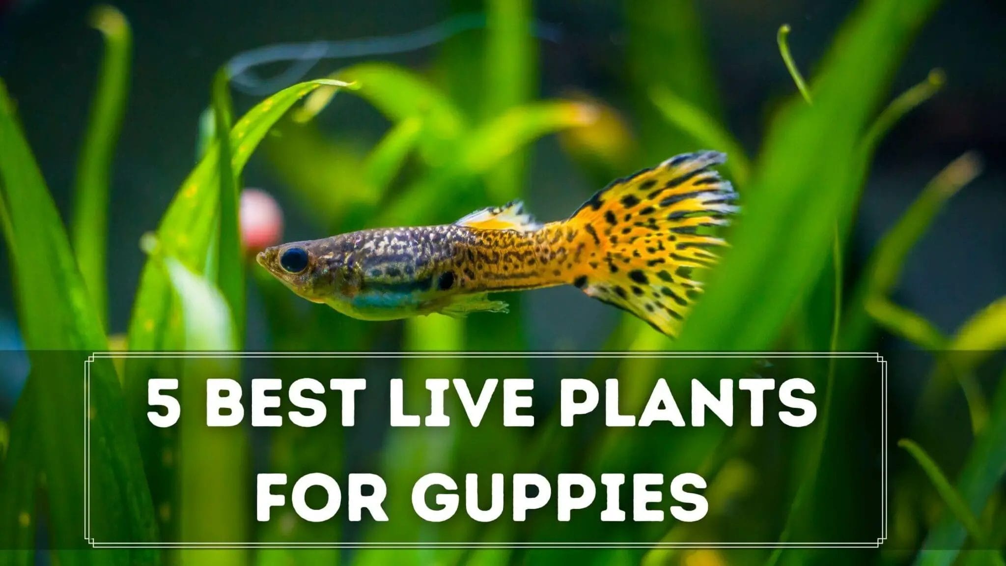 10 Best Live Plants For Guppies In 2023 The Wrench Finder