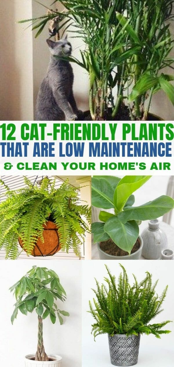 low light indoor plants pet safe 1