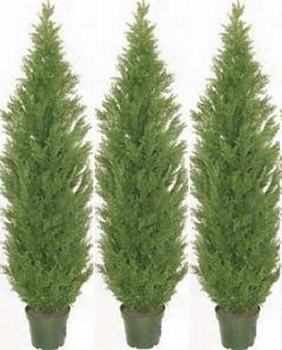 fertilizer for italian cypress 1