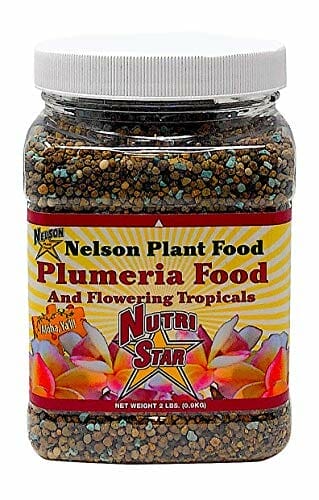 fertilizer for plumeria 2