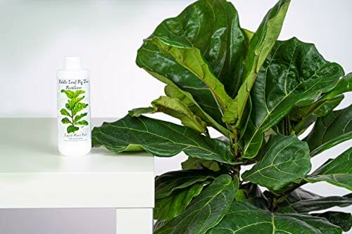 fertilizer for ficus trees 1