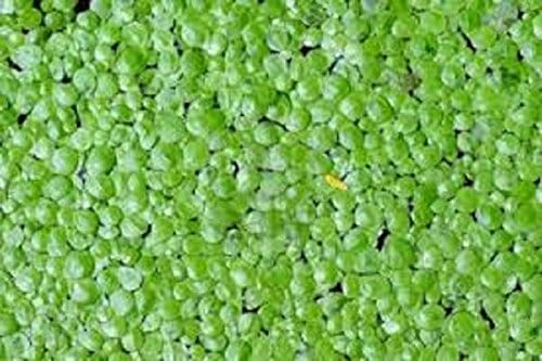 aquarium plants for reducing nitrates 2