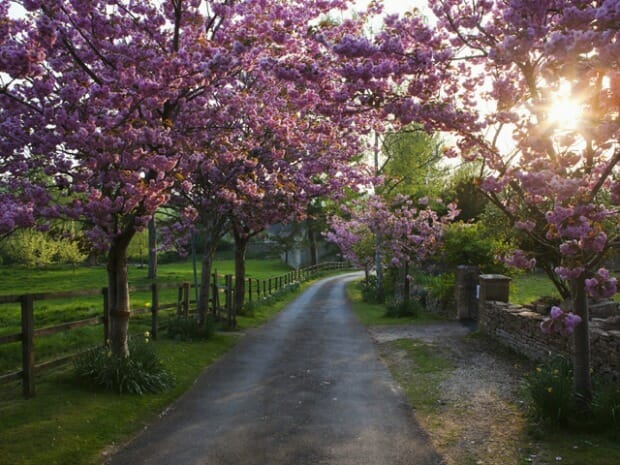 trees to plant along driveway 1