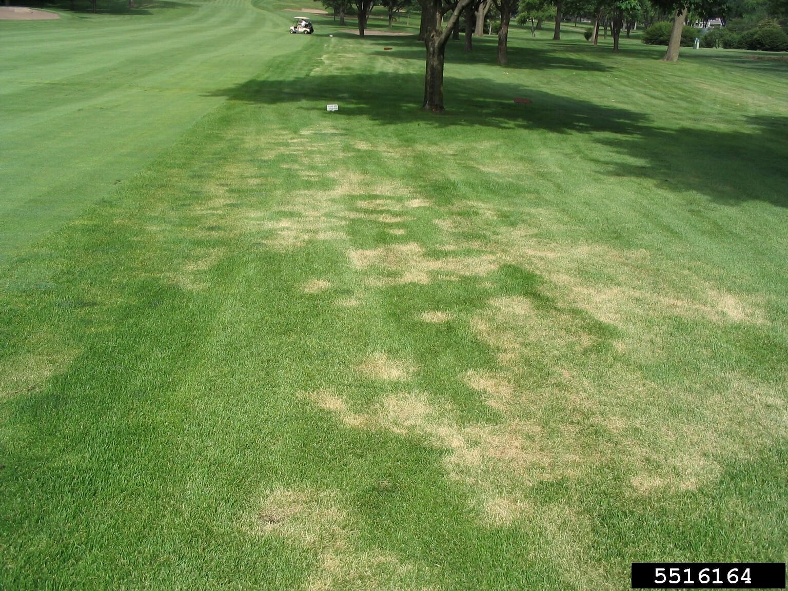 summer fertilizer for kentucky bluegrass 1