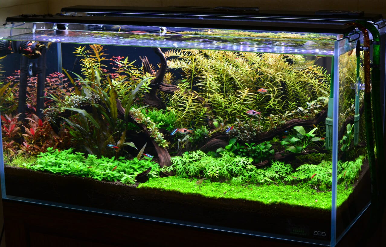 aquarium light for planted tank 1