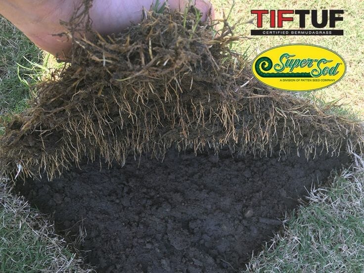 fertilizer for tiftuf bermuda 2