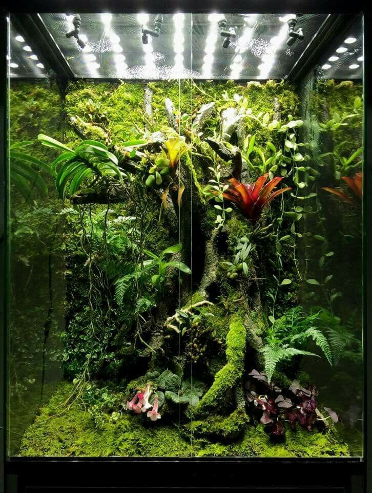 10 Best Live Plants For Crested Geckos In 2023 The Wrench Finder