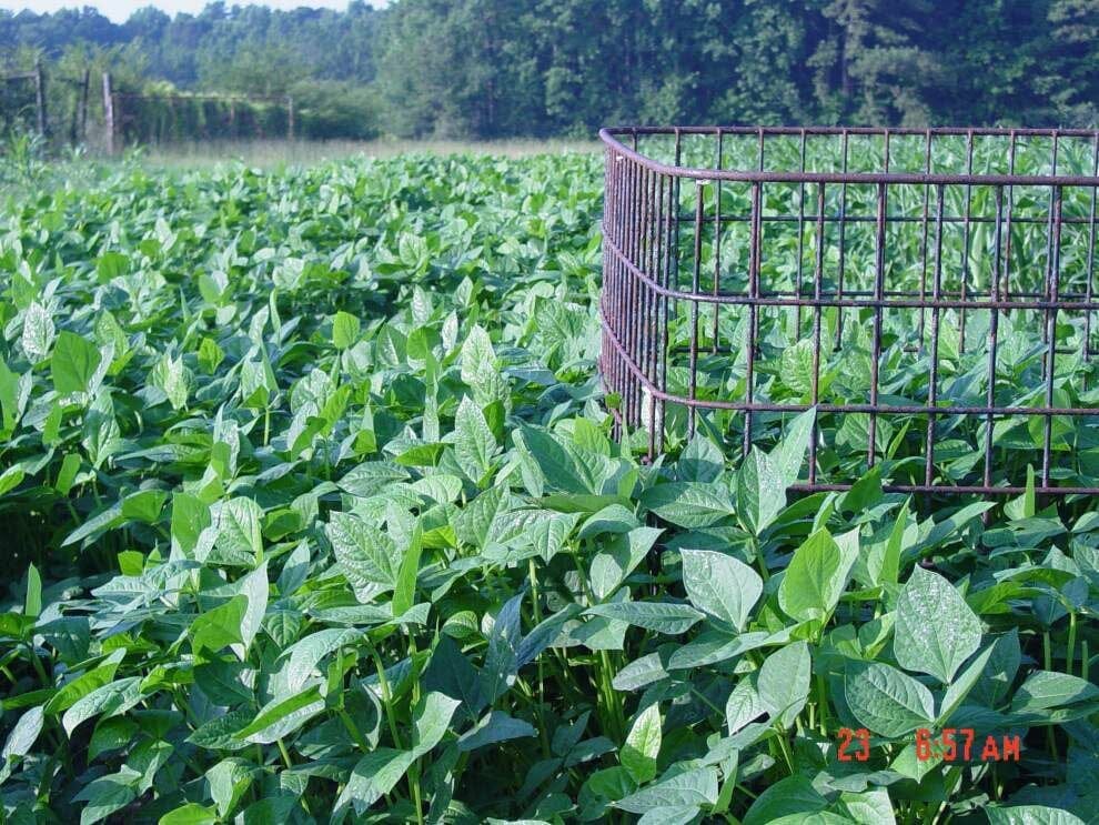 fertilizer for iron clay peas 1