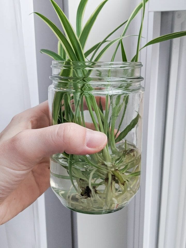 soil spider plant 2