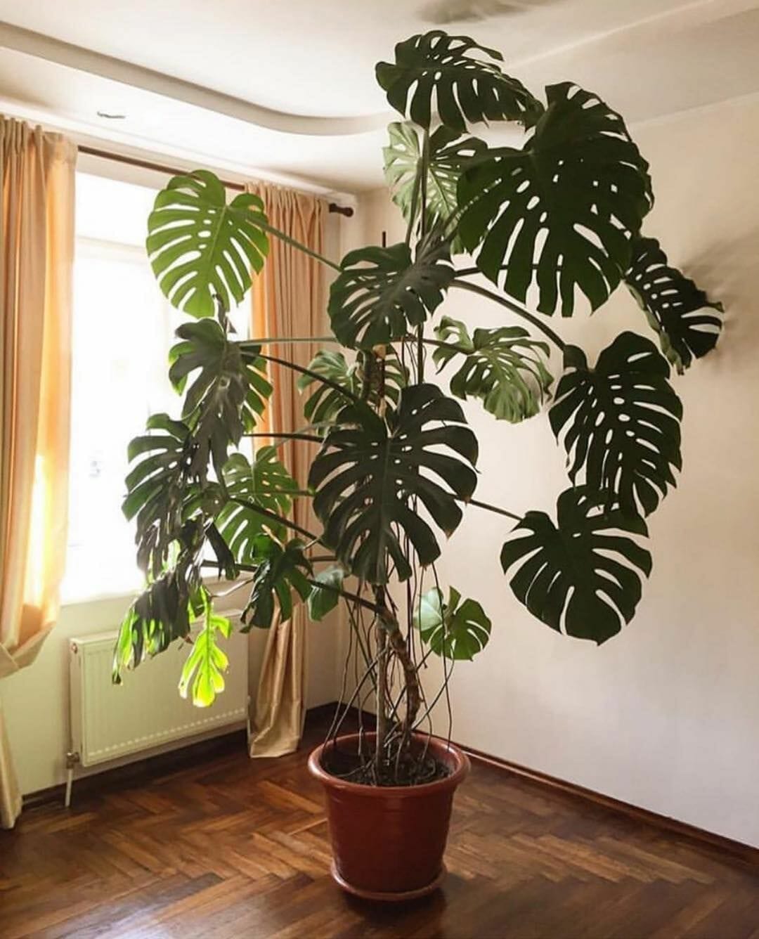 10 Best Pot For Monstera Plant In 2023 The Wrench Finder