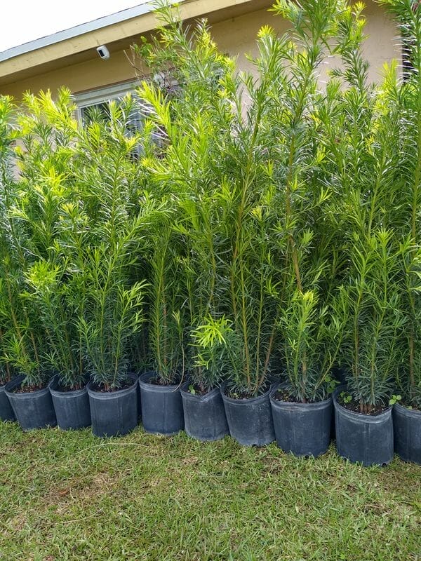 privacy plants florida 1