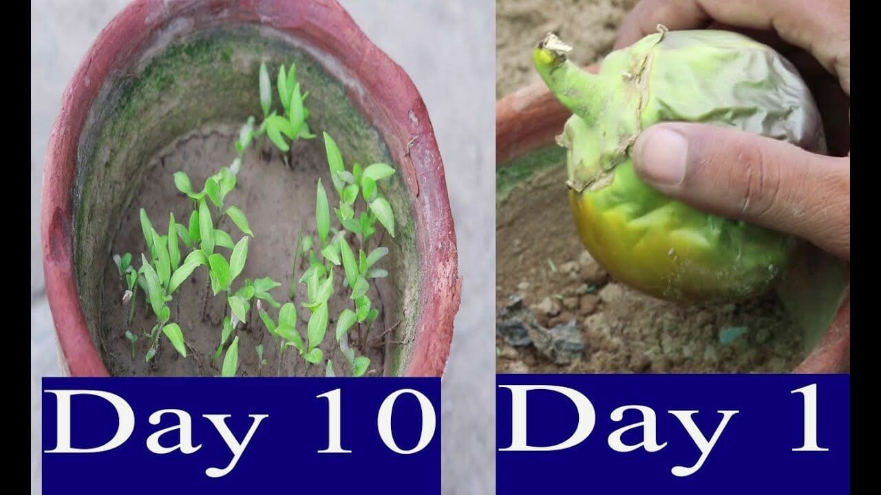 fertilizer for eggplant 1