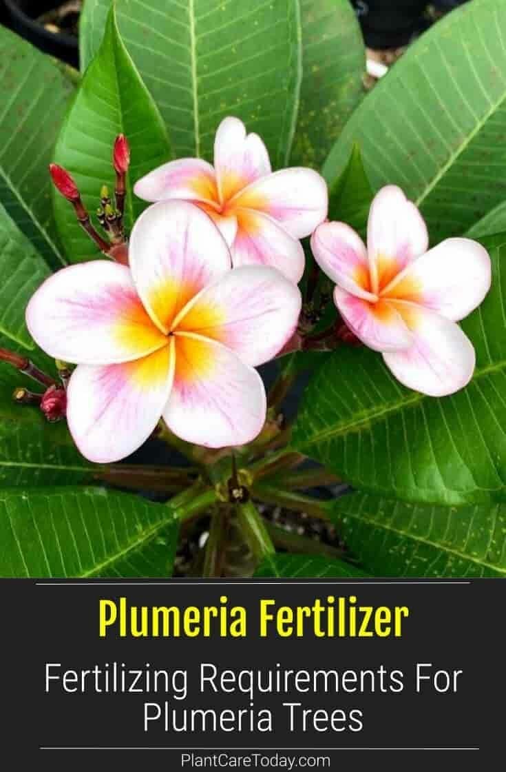 fertilizer for plumeria plants 1
